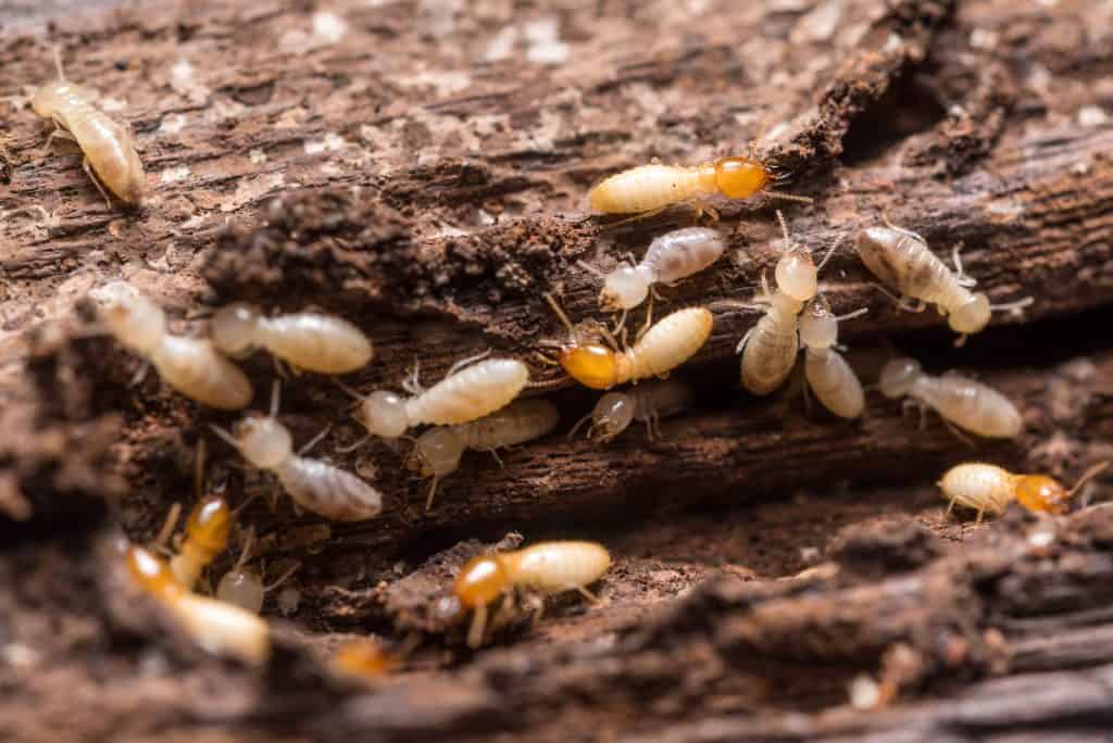 Termites with orange-brown heads burrow through decaying wood.