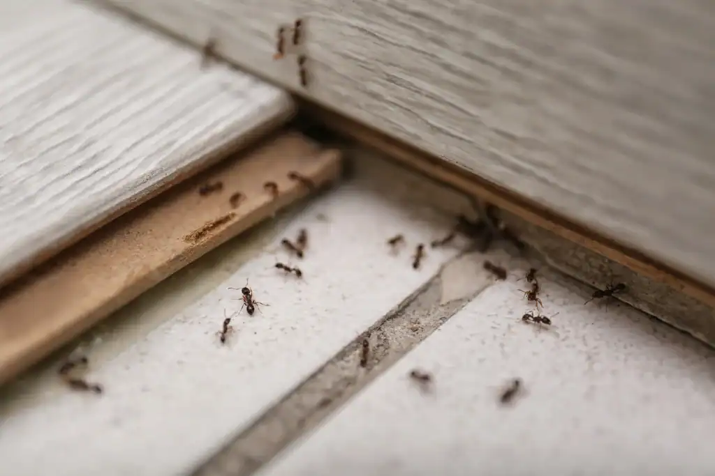 Ants crawl along seams between white tiles and wood trim.