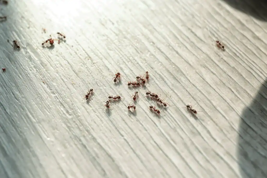 Small red ants crawl on sunlit, light wooden floor.