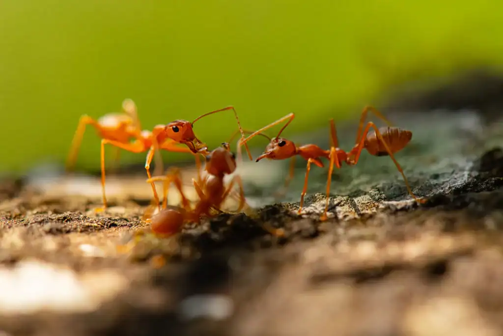 Three red ants interact on textured ground, green forest background.